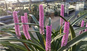 Arpophyllum spicatum