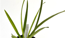 Arpophyllum spicatum