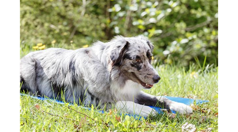 Hund auf der Kühlmatte