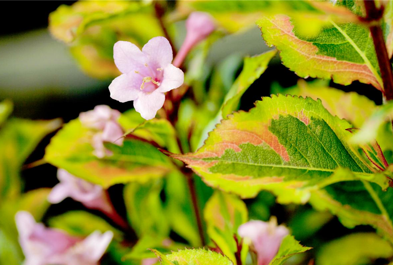 Weigela florida 'Magical Rainbow'®