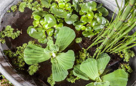 Beliebte Wasserpflanzen für einen naturnahen Teich im Garten Beliebte Wasserpflanzen für einen naturnahen Teich im Garten