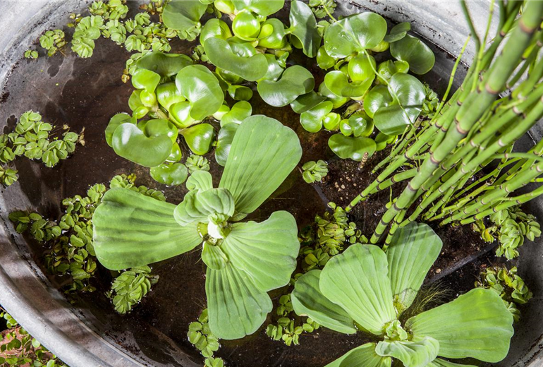 Pistia stratiotes