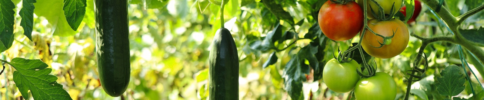 cucumber-plant-6614241_klein cucumber-plant-6614241_klein