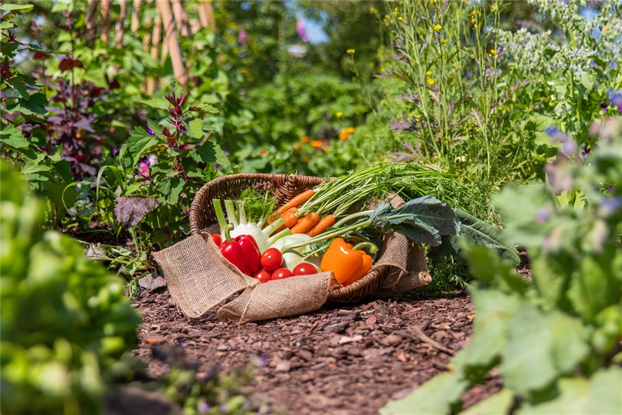 Gemüse-Verköstigung in Goslar Gemüse-Verköstigung in Goslar