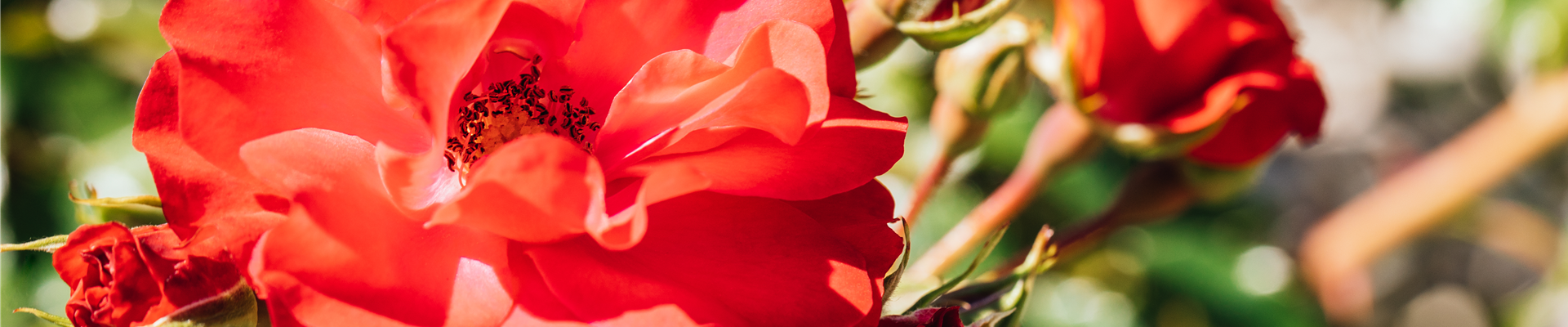 Beetrose, rot Beetrose, rot