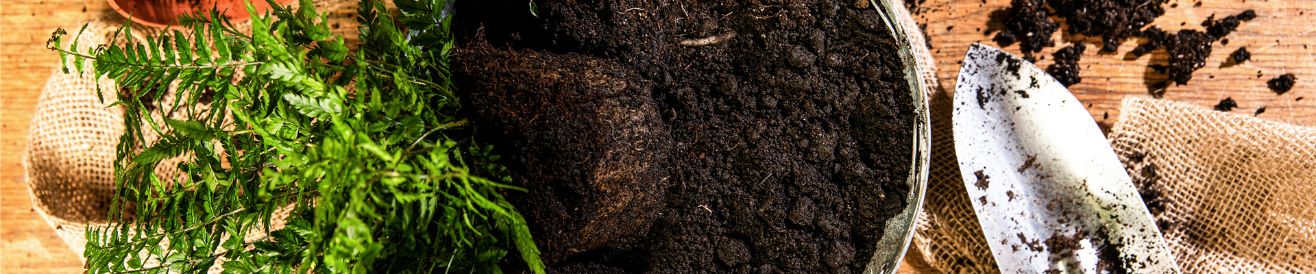 Pflanzen in Kübel mit Erde einpflanzen Pflanzen in Kübel mit Erde einpflanzen