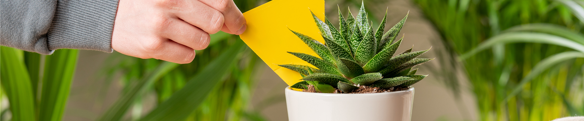 Pflanzenpflege - Gelbsticker Pflanzenpflege - Gelbsticker