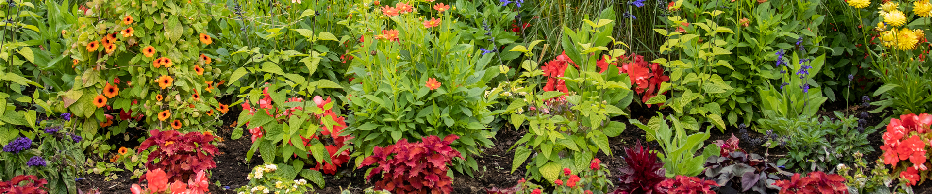 Sommergarten - Blumenbeet Sommergarten - Blumenbeet