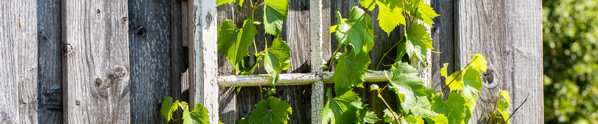 Vitis vinifera Vitis vinifera