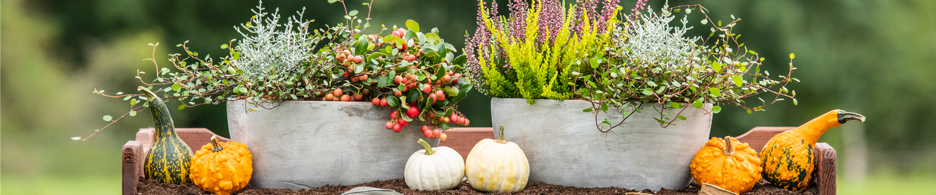 Pflanzgefäße im Herbst - Ambiente