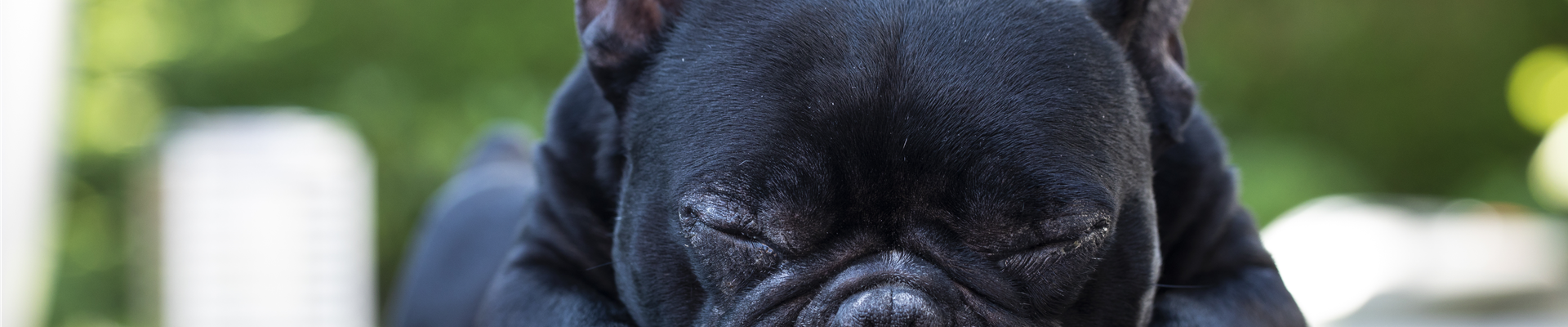 Schlafender Hund Schlafender Hund