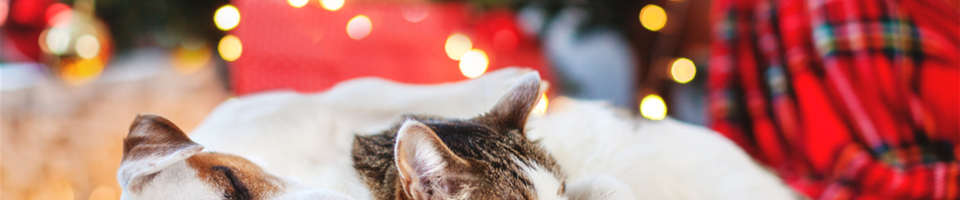 shutterstock_1217201641(1) shutterstock_1217201641(1)