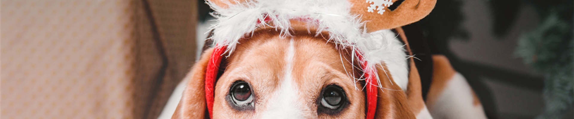 shutterstock_516956830(1)