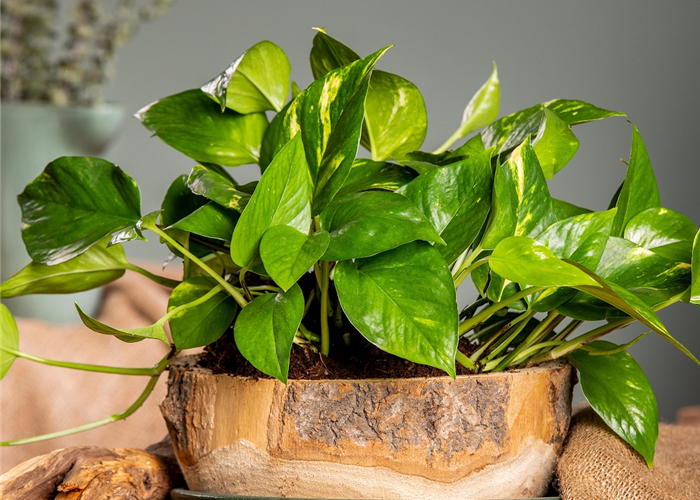 Ab 12. Januar: Schatten-Künstler Tage Ab 12. Januar: Schatten-Künstler Tage