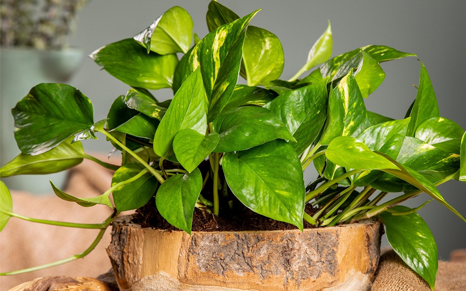 GS700257_Epipremnum aureum_.jpg