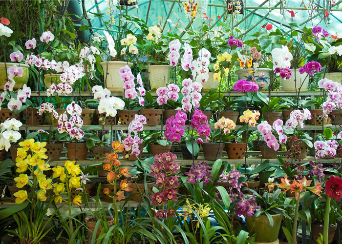 Ab 26.Januar: Orchideenvielfalt Ab 26.Januar: Orchideenvielfalt