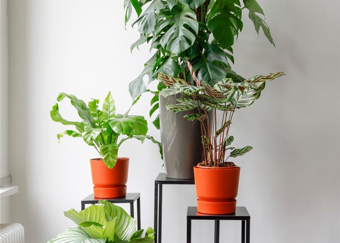 Ab 09. Februar: Frisch-Luft Ab 09. Februar: Frisch-Luft