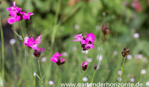 Dianthus carthusianorum