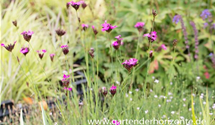 Dianthus carthusianorum