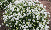 Achillea ptarmica 'Diadem'