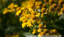 Helenium x cult.'Sonnenwunder'