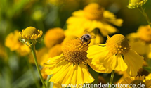 Helenium x cult.'Sonnenwunder'