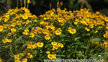 Helenium x cult.'Sonnenwunder'