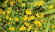 Lysimachia nummularia