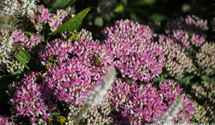 Sedum spectabile 'Carl'