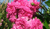 Rosa 'Super Dorothy'®