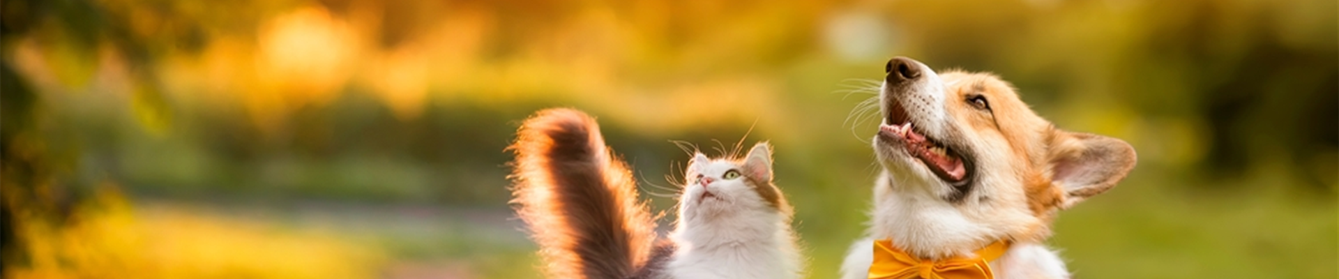 Zoo-Beilage Zoo-Beilage