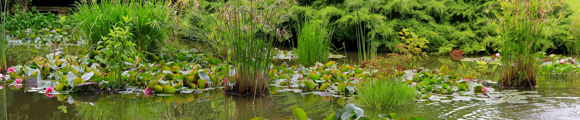 Teich 2023 Teich 2023