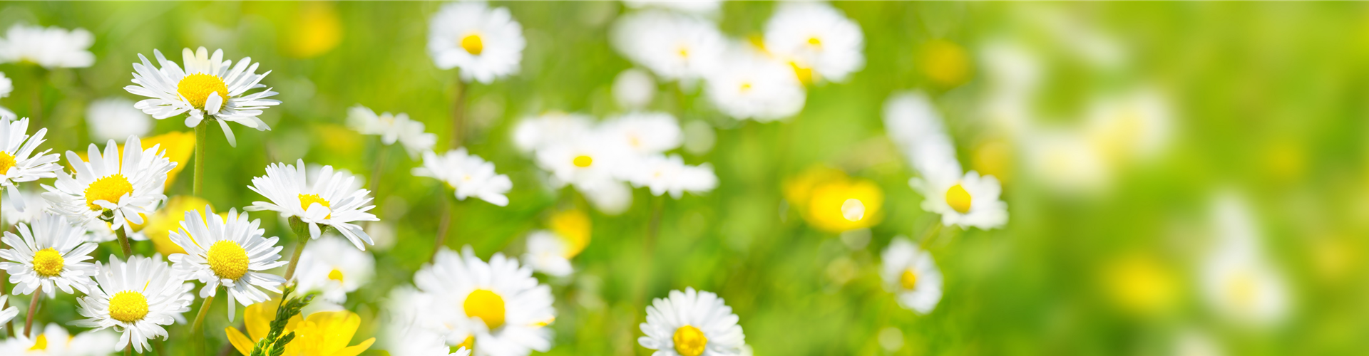 AdobeStock_84307575 AdobeStock_84307575