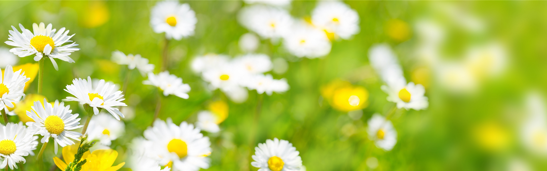 AdobeStock_84307575 AdobeStock_84307575