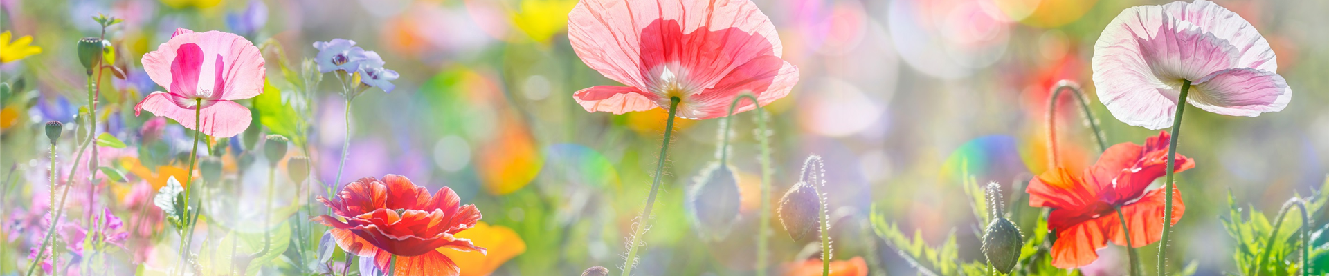 AdobeStock_101499133 AdobeStock_101499133