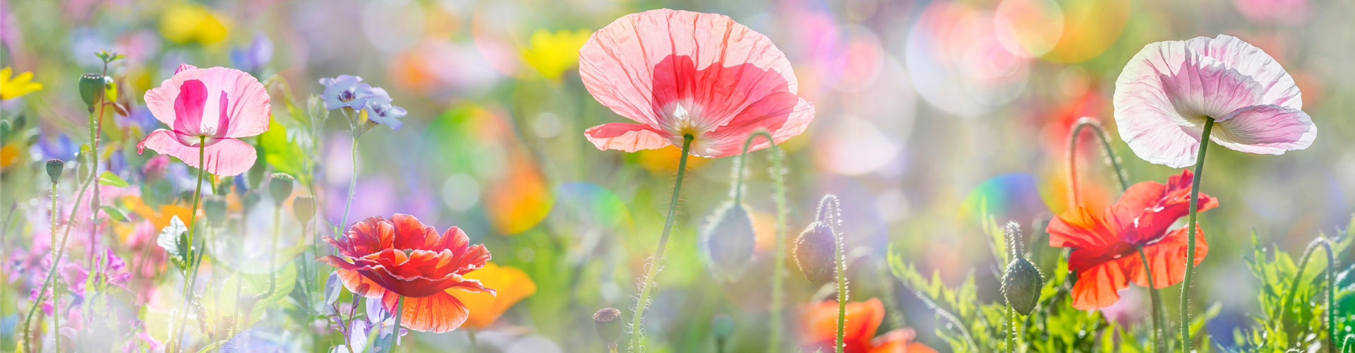 AdobeStock_101499133