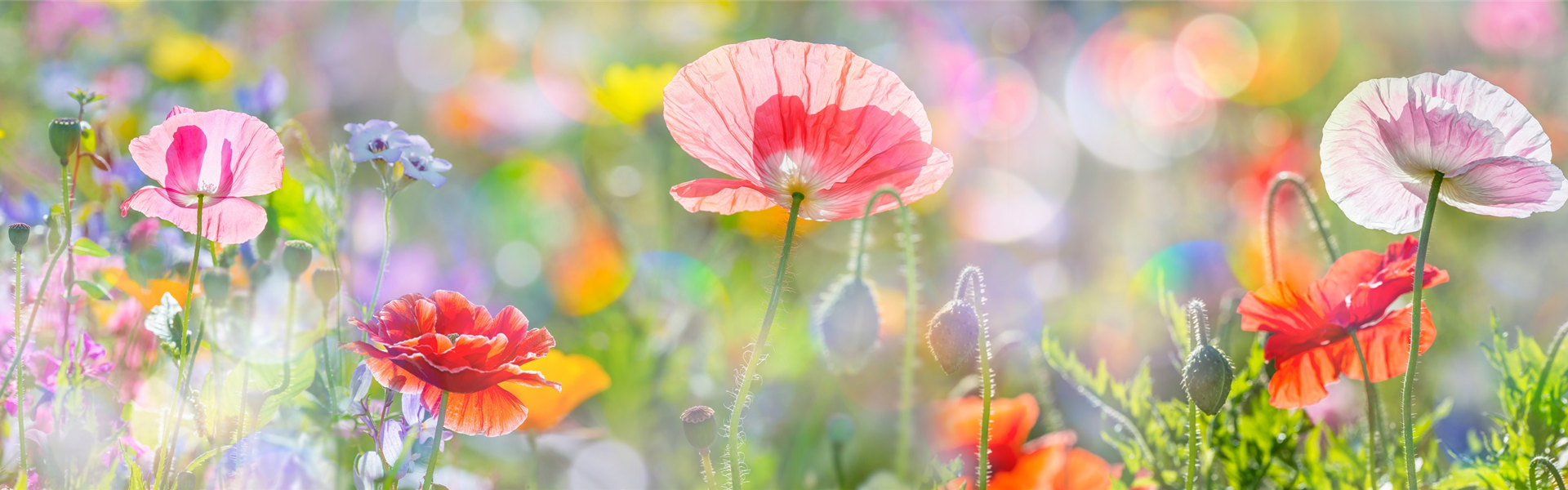AdobeStock_101499133