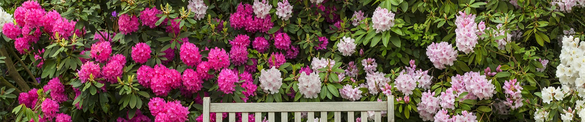 Rhodoendron_klein