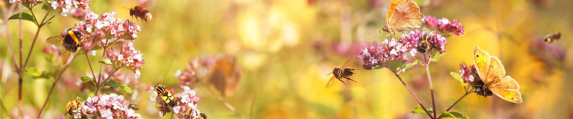 Biene Slider Biene Slider