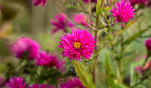 Aster novae-angliae 'Andenken an P.Gerber'