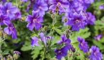 Geranium x magnificum 'Anemoniflorum'