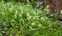 Leimkraut 'Weißkehlchen'