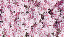 Phlox subulata 'Candy Stripes'