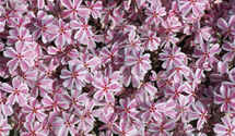 Phlox subulata 'Candy Stripes'