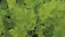 Heuchera micrantha 'Lime Marmalade'