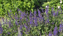Salvia nemorosa 'Viola Klose'