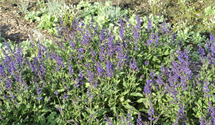 Salvia nemorosa 'Viola Klose'