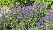 Salvia nemorosa 'Viola Klose'