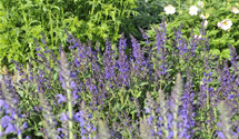 Salvia nemorosa 'Viola Klose'