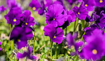 Viola cornuta 'Martin'